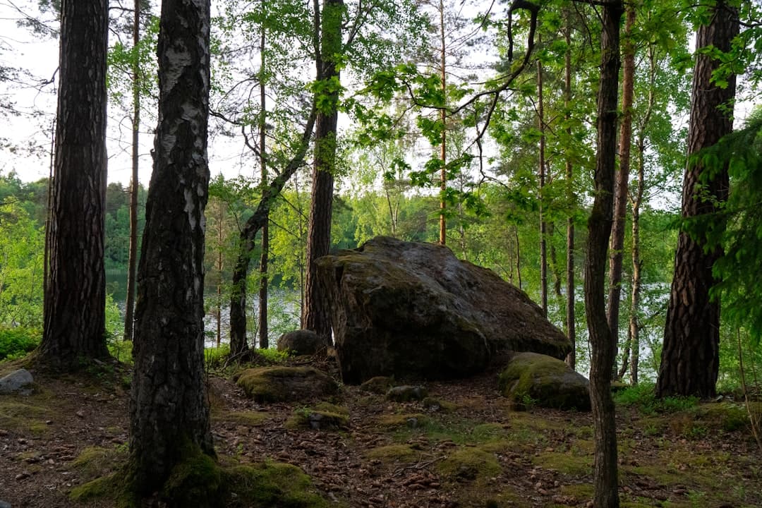 Stort naturstensblock placerat på mossbädd i en skog vid en sjö
