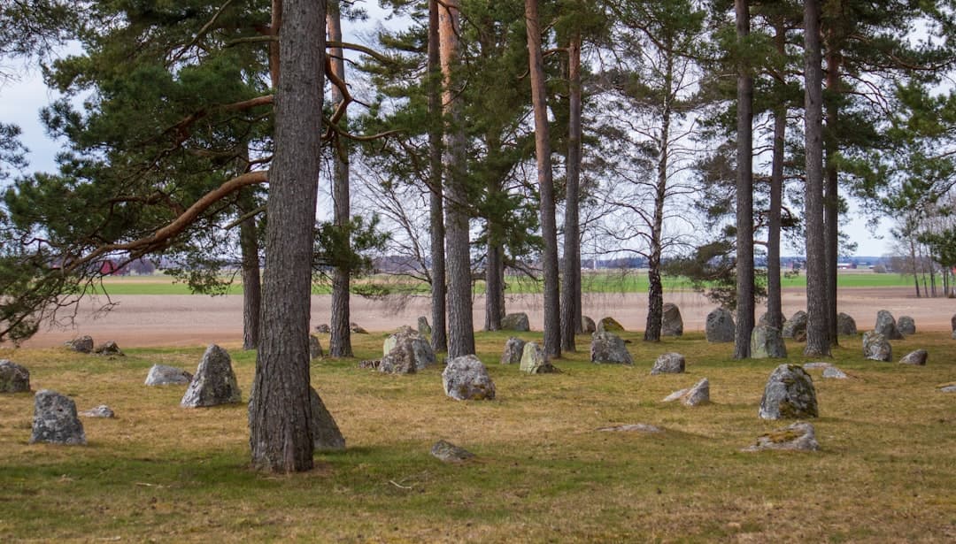 Naturstensblock placerade i öppet landskap mellan tallar