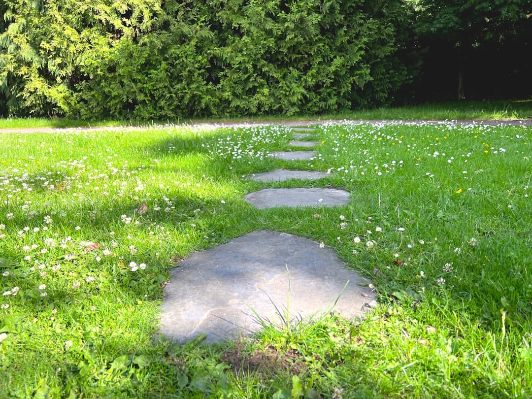 Cirkulära trampstenar lagda i en gräsmatta med vita blommor